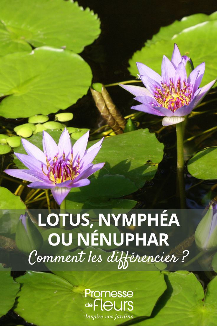 Lotus, Nymphéa ou Nénuphar ? Ne confondez plus ces trois plantes Nymphaea Colorata