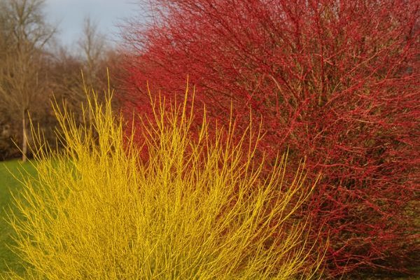 Comment multiplier les cornouillers à bois coloré par marcottage ?