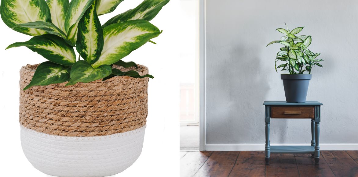 Dieffenbachia - Canne des muets en pot