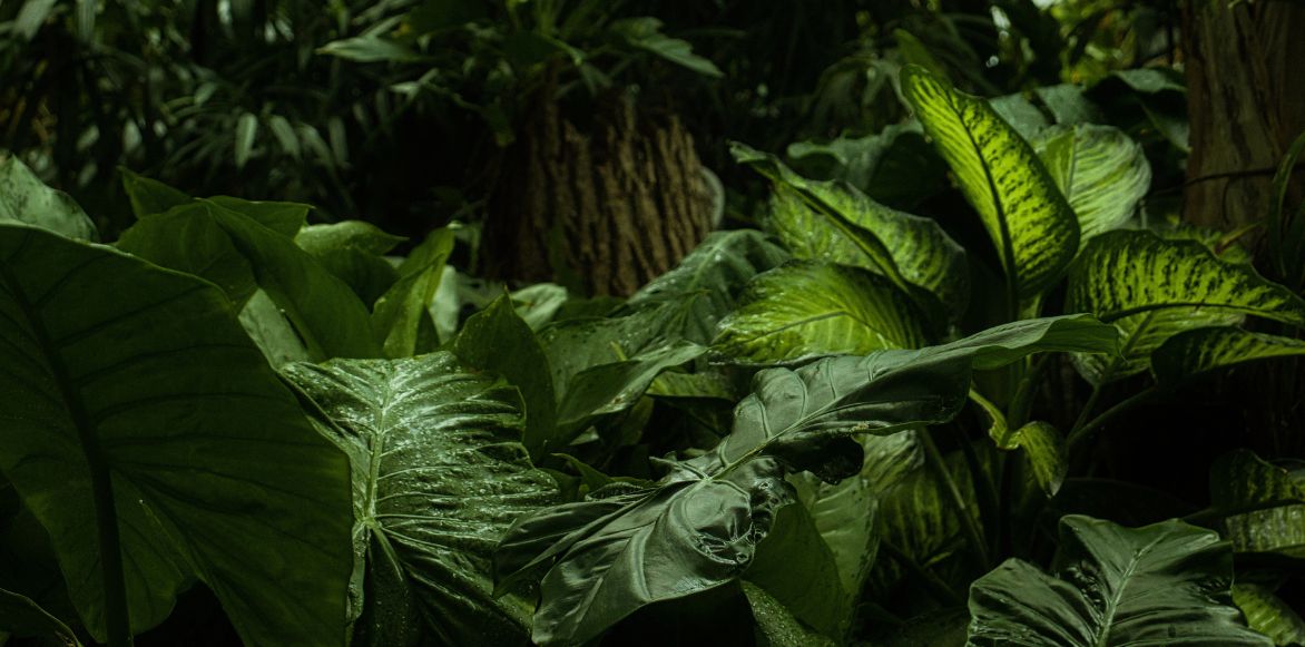 Le Dieffenbachia pousse dans la jungle sous les arbres.