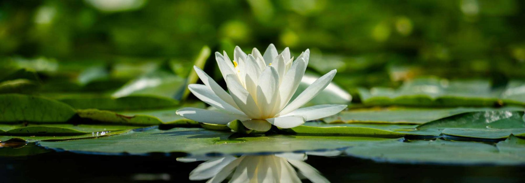 Lotus, Nymphéa ou Nénuphar ? Ne confondez plus ces trois plantes !