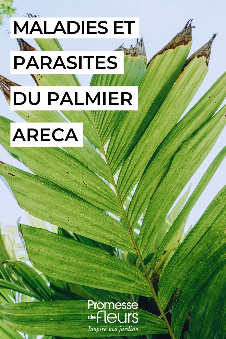 Dypsis, palmier Areca maladies et parasites (1) soigner le dypsis palmier areca