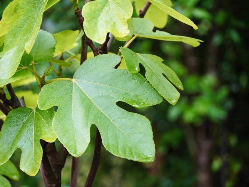 Feuilles de figuier, Ficus carica