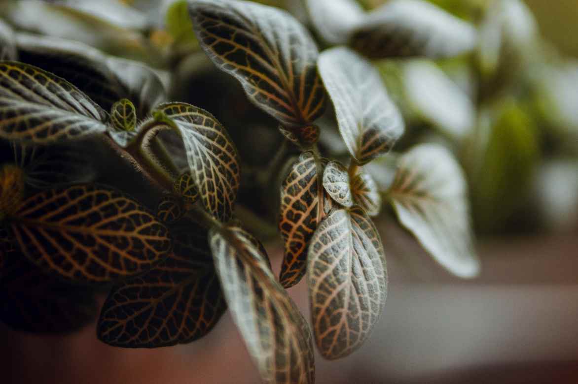 Fittonia albivenis