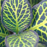 Fittonia : culture, entretien et astuces pour la réussir en intérieur