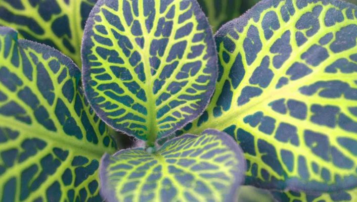Fittonia : culture, entretien et astuces pour la réussir en intérieur