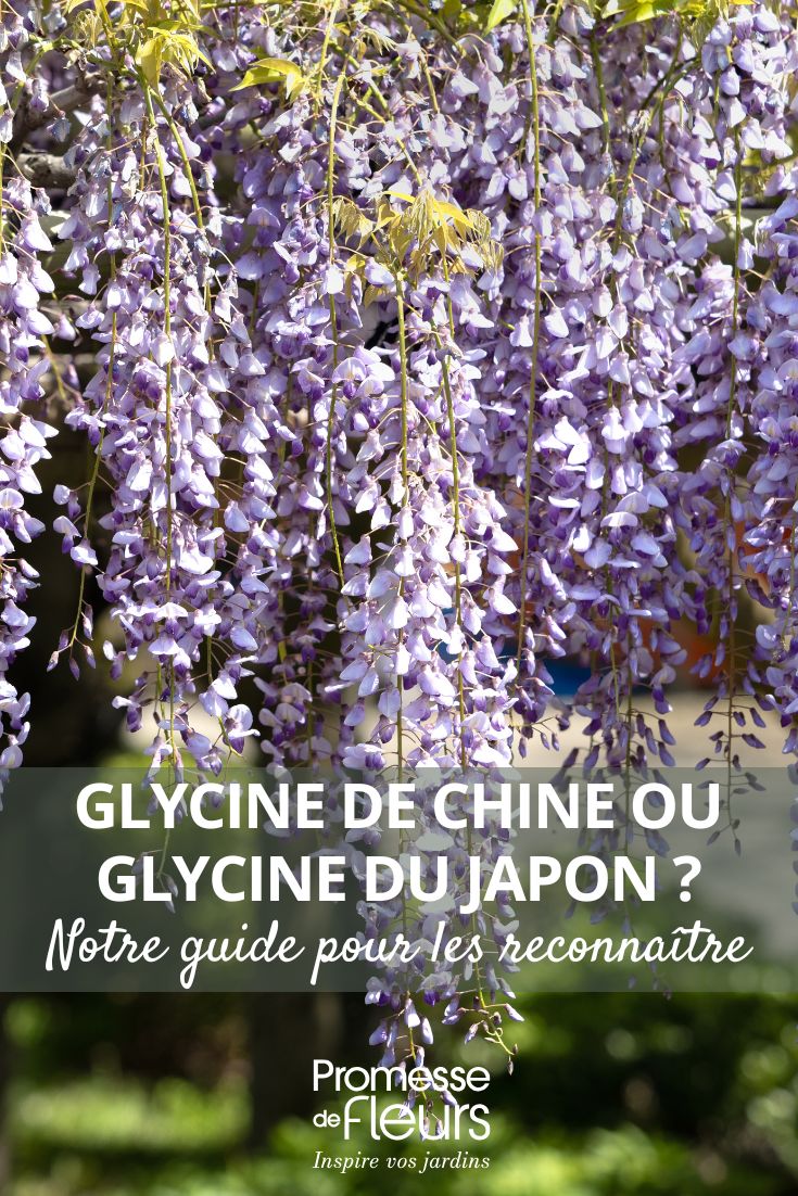 Glycine de Chine ou glycine du Japon notre guide pour les reconnaître wisteria