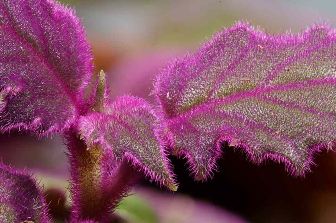 plante velours