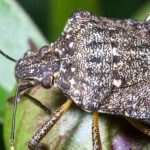 Punaise diabolique : comment protéger vos plantes contre cet insecte nuisible ?
