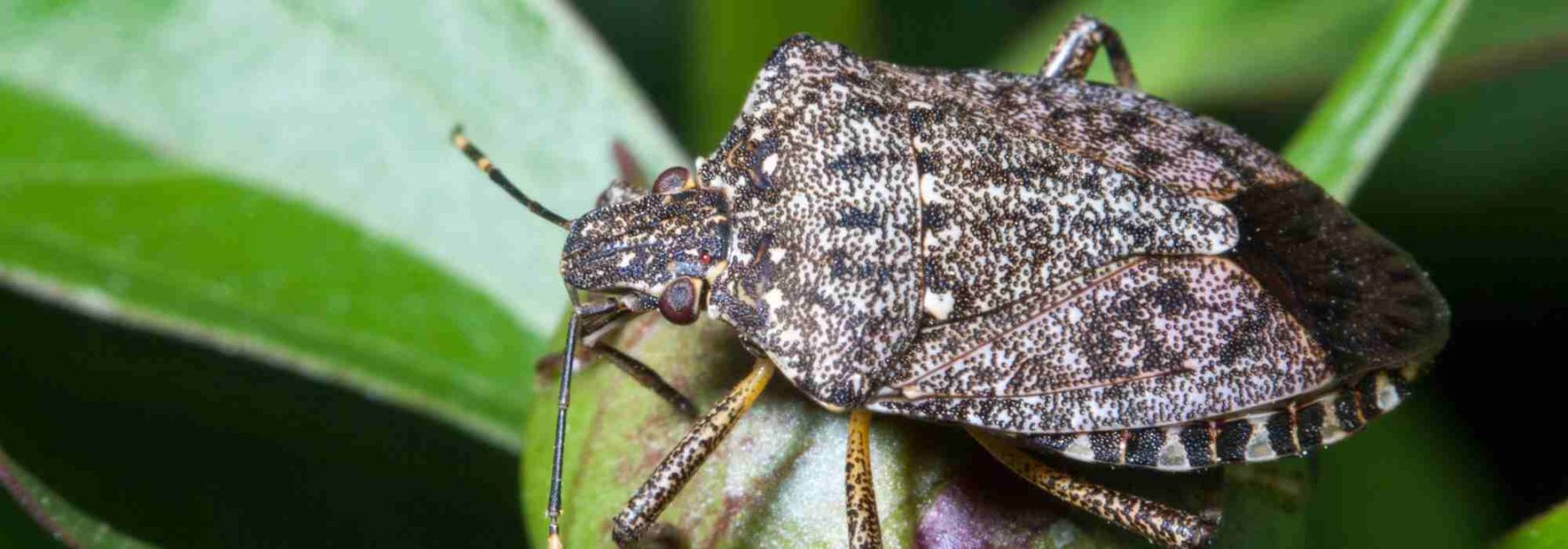Punaise diabolique : comment protéger vos plantes contre cet insecte nuisible ?