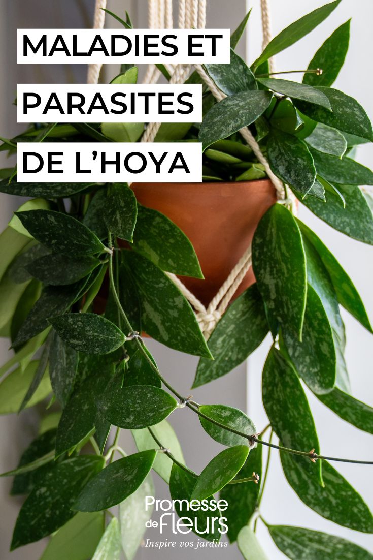 Hoya quels sont les maladies et parasites courants soigner les hoyas