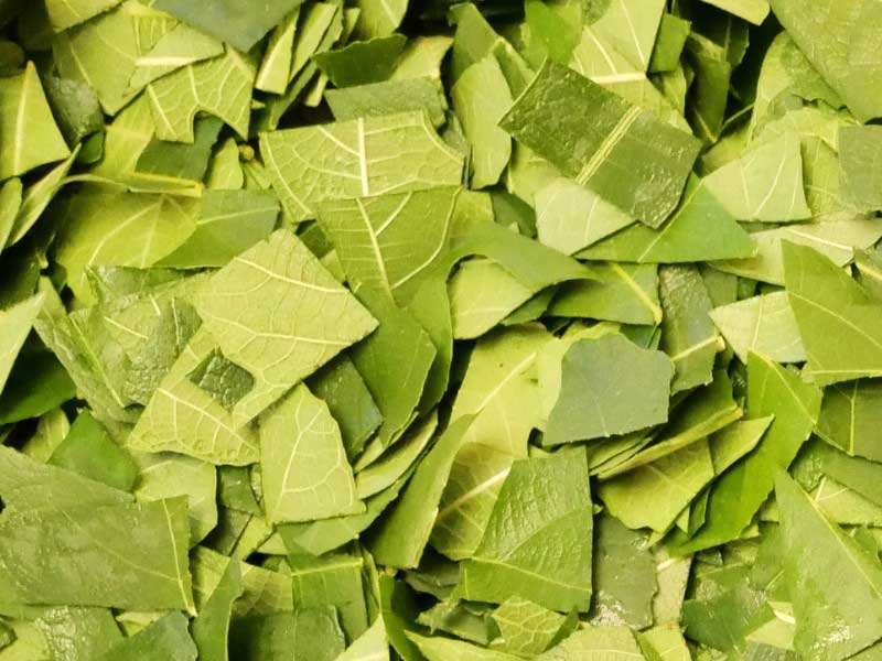Feuilles de figuier coupées