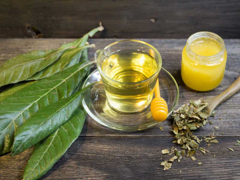 Thé ou infusion de néflier du Japon, Eriobotrya japonica