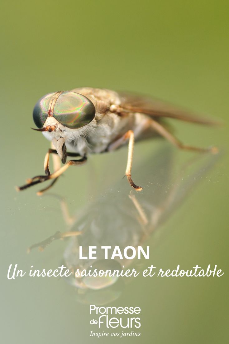 Le taon, un insecte saisonnier et redoutable le taon au jardin