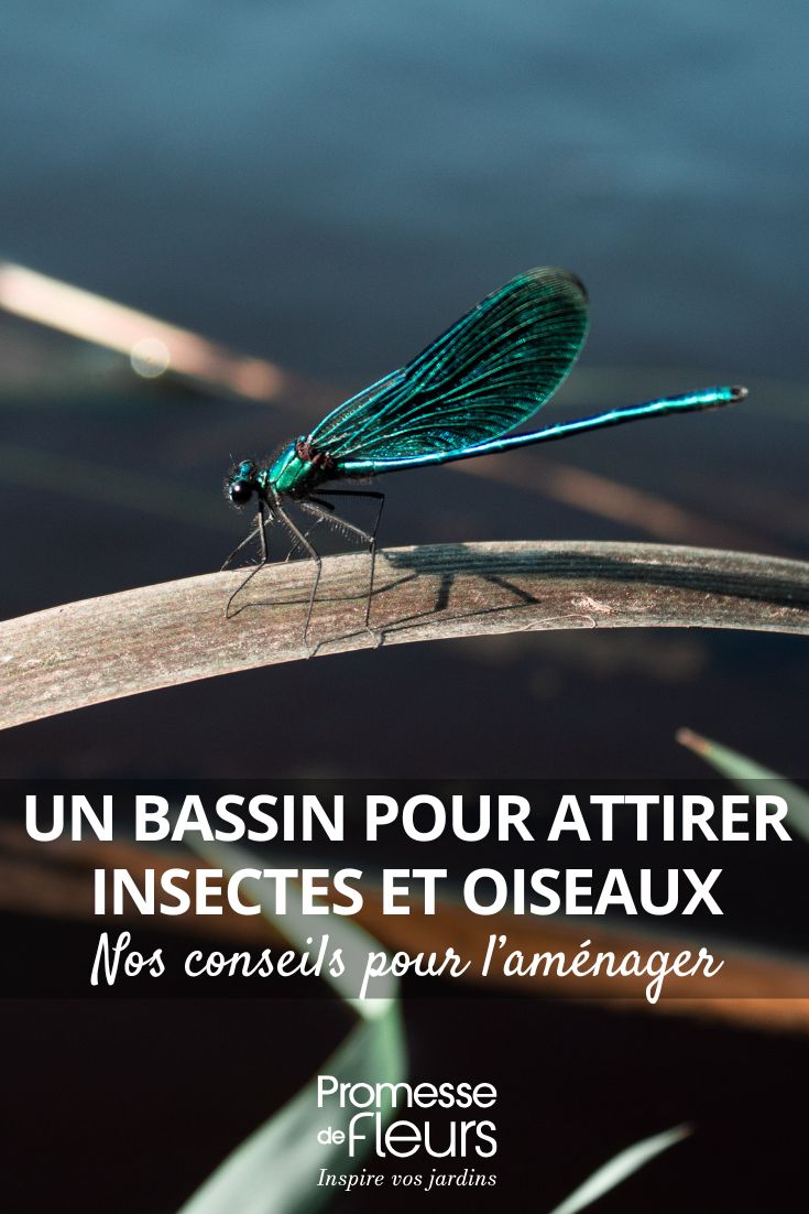Libellules, grenouilles, oiseaux… installez un bassin pour les accueillir ! libellule bleue