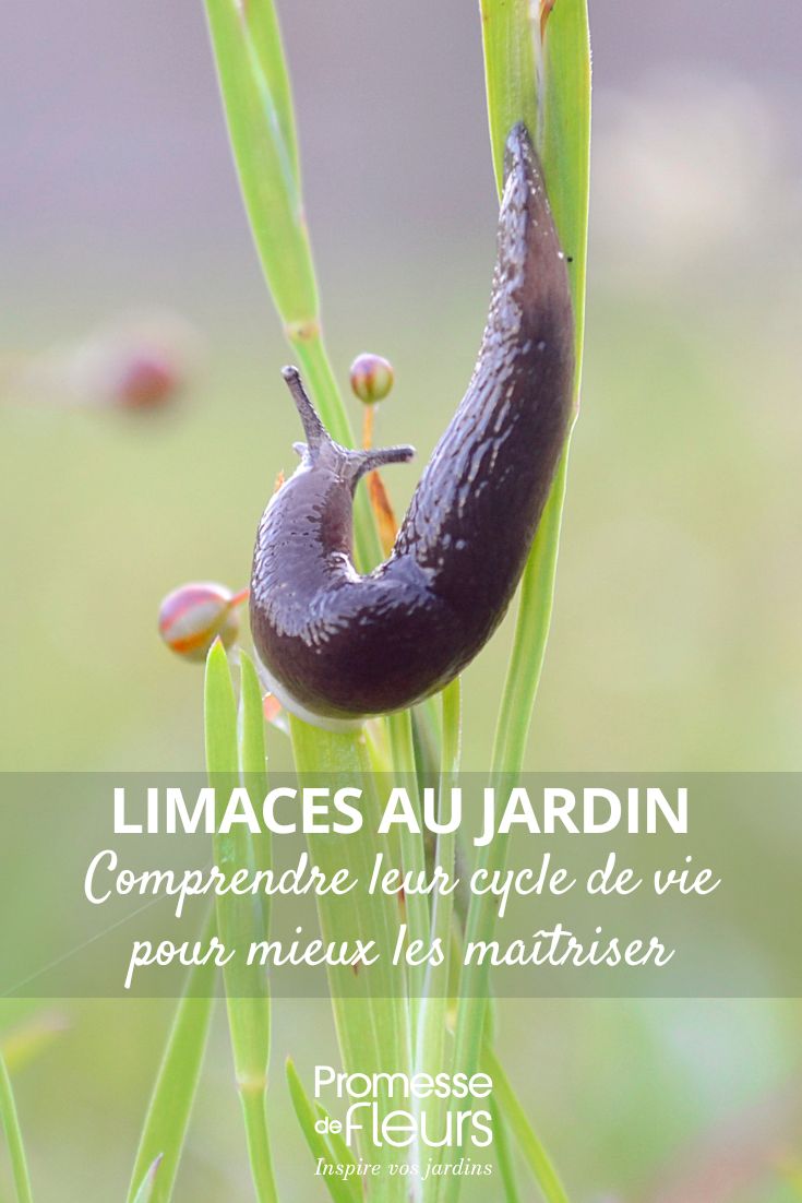 Limaces au jardin comprendre leur cycle de vie pour mieux les maîtriser comprendre et tout savoir sur les limaces