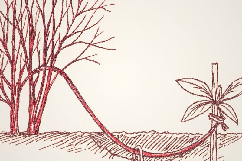 Marcottage par couchage d'un Cornouiller à bois coloré.  (Image générée par IA)