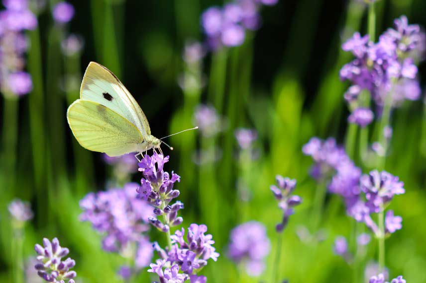 Comment attirer les papillons au jardin