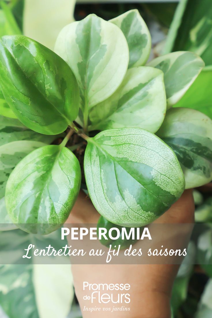 Peperomia l’entretien au fil des saisons Peperomia Obtusifolia