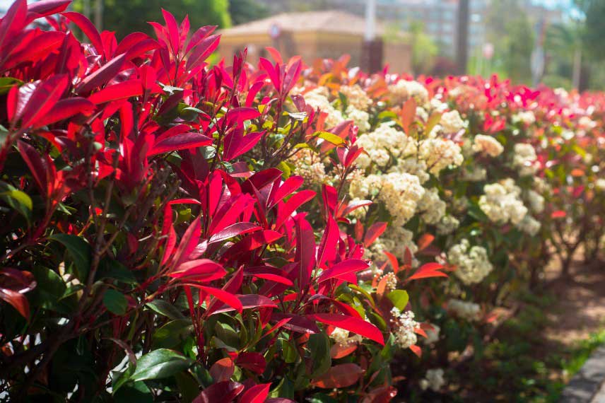 Photinia - Comment renforcer sa resistance a la secheresse