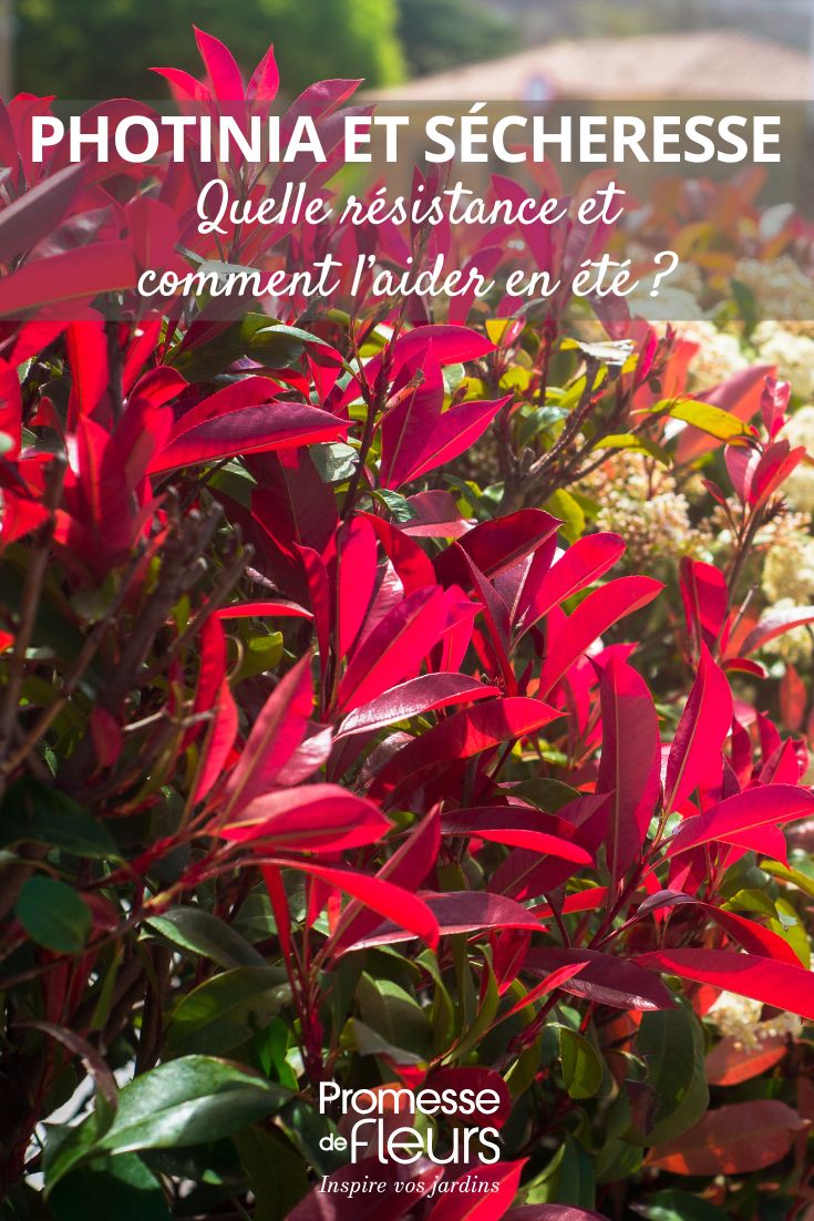 Photinia et sécheresse quelle résistance et comment l’aider en été aider les photinias en été