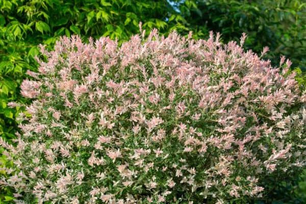 Quand et comment tailler le saule crevette ?