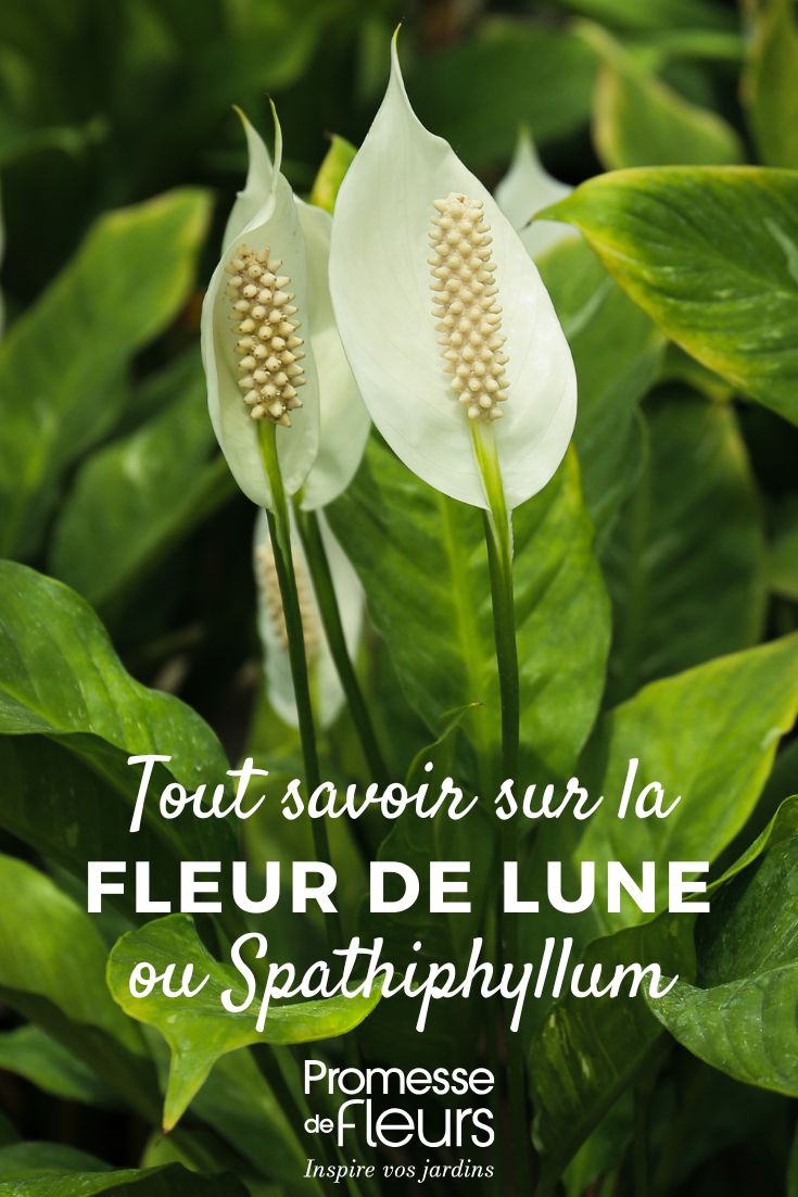 Tout savoir sur le Spathiphyllum fleur de lune : entretien, plantation