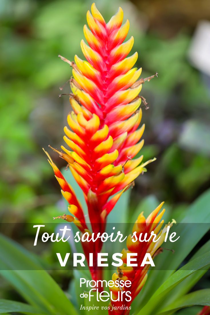 Fiches plantes Tout savoir sur le Vriesea Vriesea : culture, floraison et entretien de cette plante d’intérieur