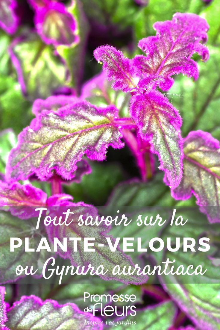 tout savoir sur la plante velour Gynura aurantiaca