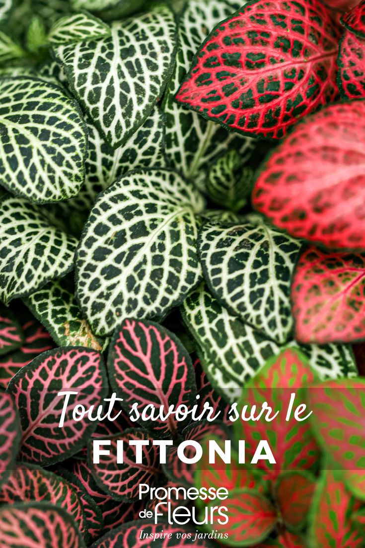 Pinterest - Fiches plantes Tout savoir (32) différents feuillages colorés de fittonia