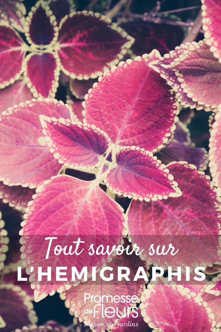 Tout savoir sur hemigraphis feuille pourpre et colorées d'un hemigraphis