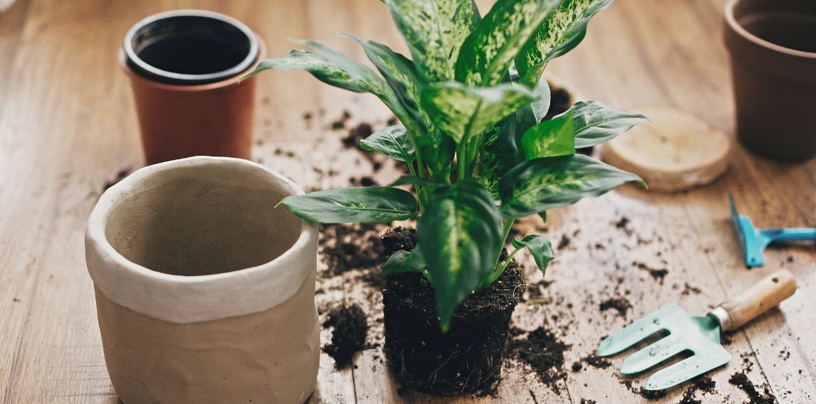 La plantation d'un dieffenbachia en pot