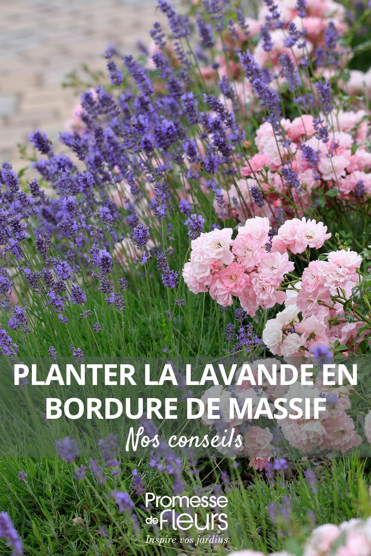 Planter la lavande en bordure de massif nos conseils
