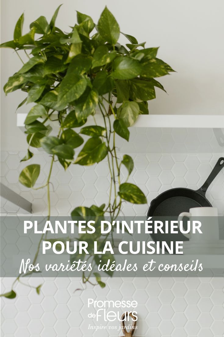 Plantes d’intérieur pour la cuisine nos variétés idéales et nos astuces pour décorer cet espace choisir une plante pour la cuisine