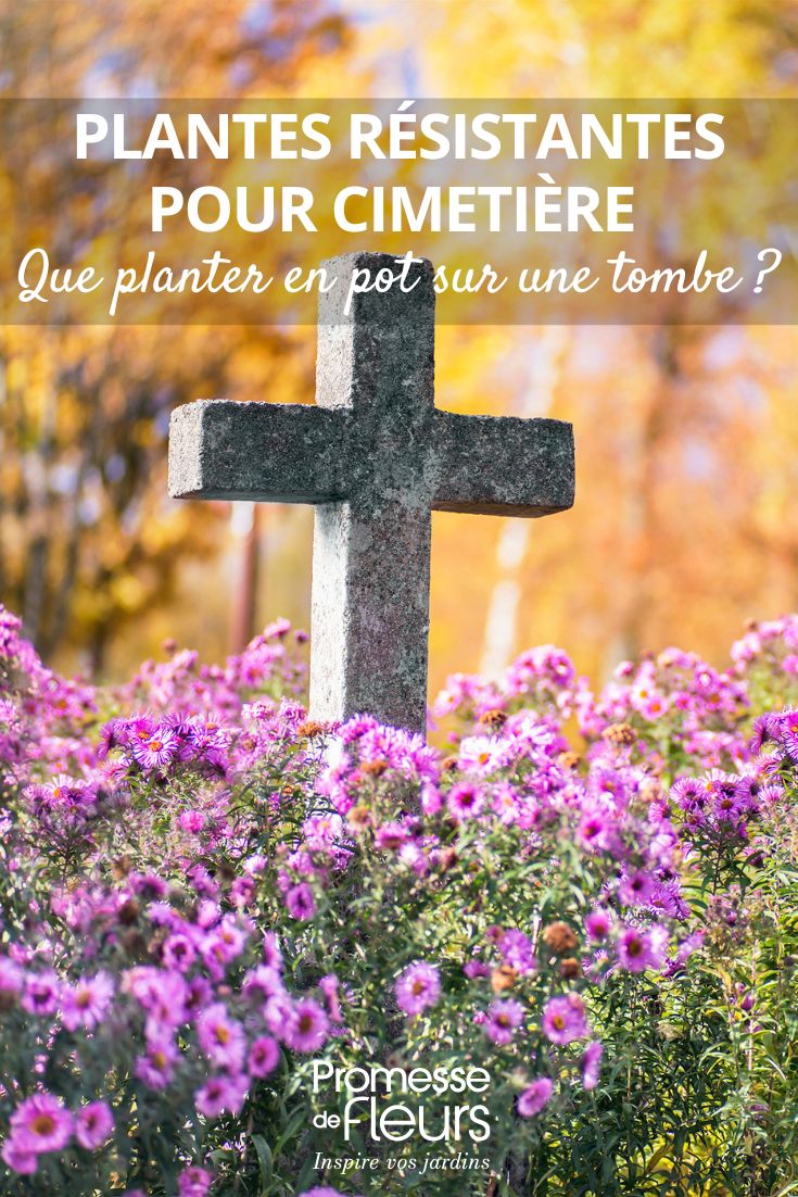 Plantes résistantes pour cimetière que planter en pot sur une tombe fleurir une tombe