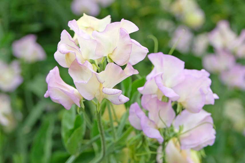Les pois de senteur les plus parfumés : Lathyrus High Scent