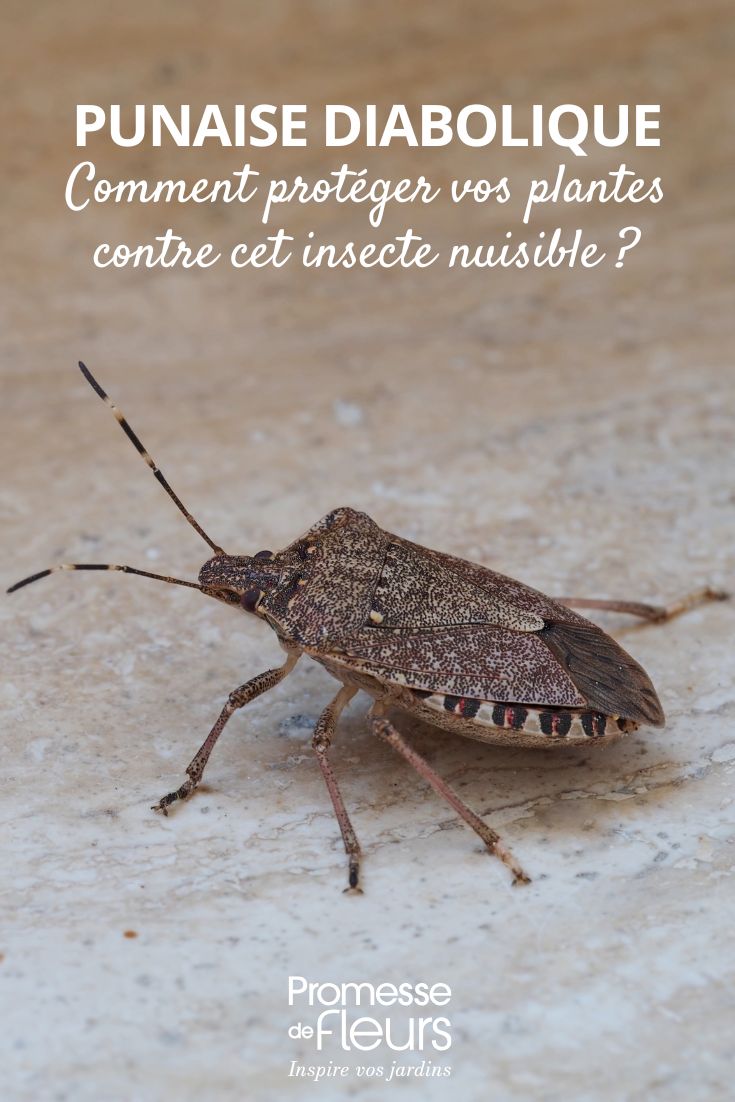Punaise diabolique comment protéger vos plantes contre cet insecte nuisible Halyomorpha halys