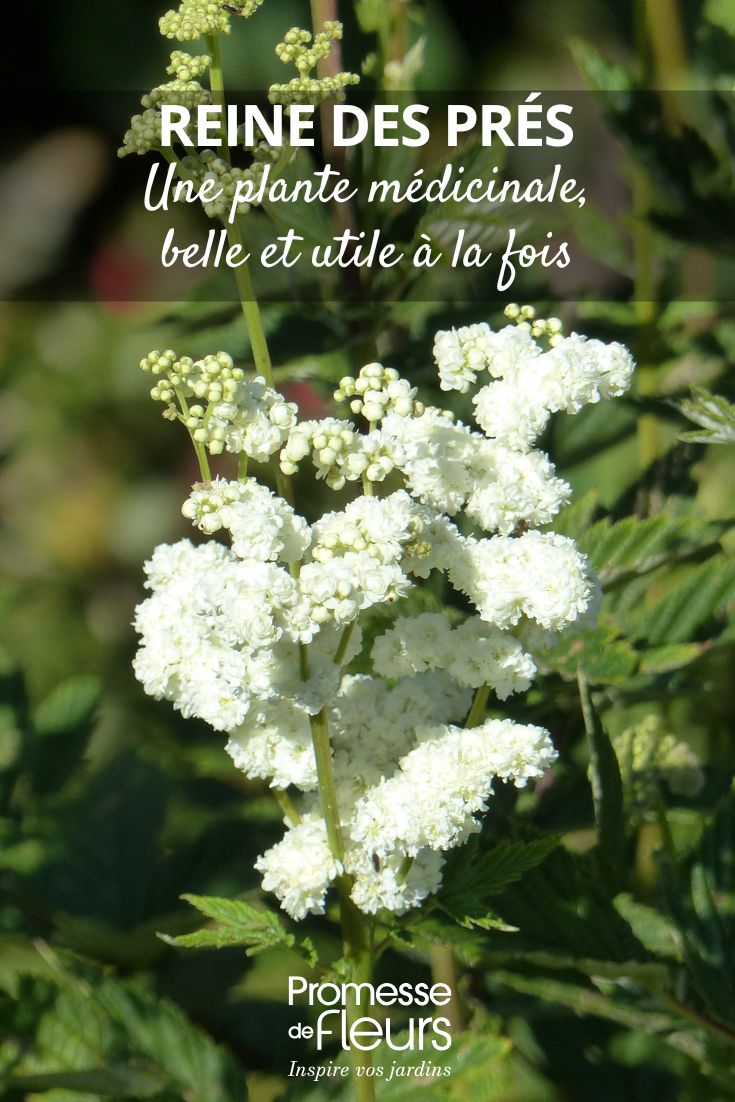 Reine des prés une plante médicinale au jardin, belle et utile à la fois Filipendula ulmaria 'Plena'