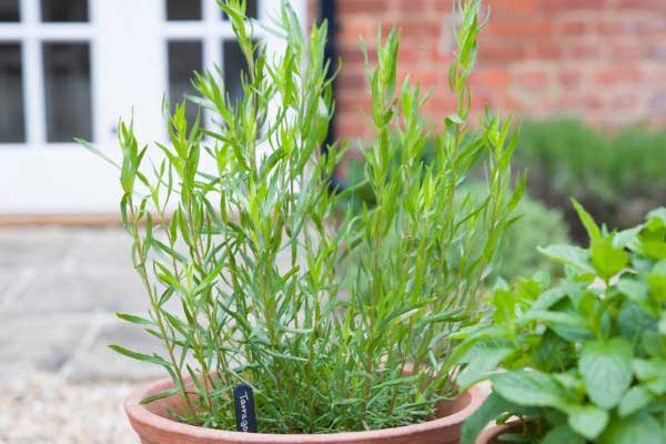Comment semer l'estragon ?