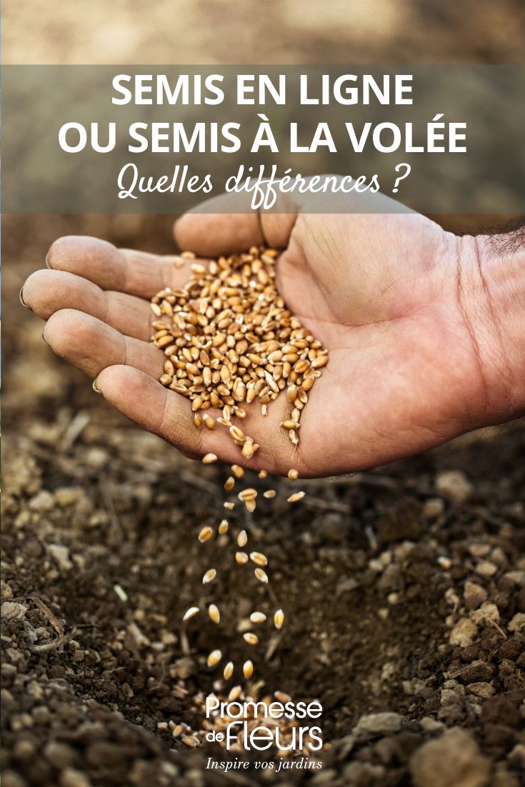 Semis en ligne ou semis à la volée quelle différence semis en linge