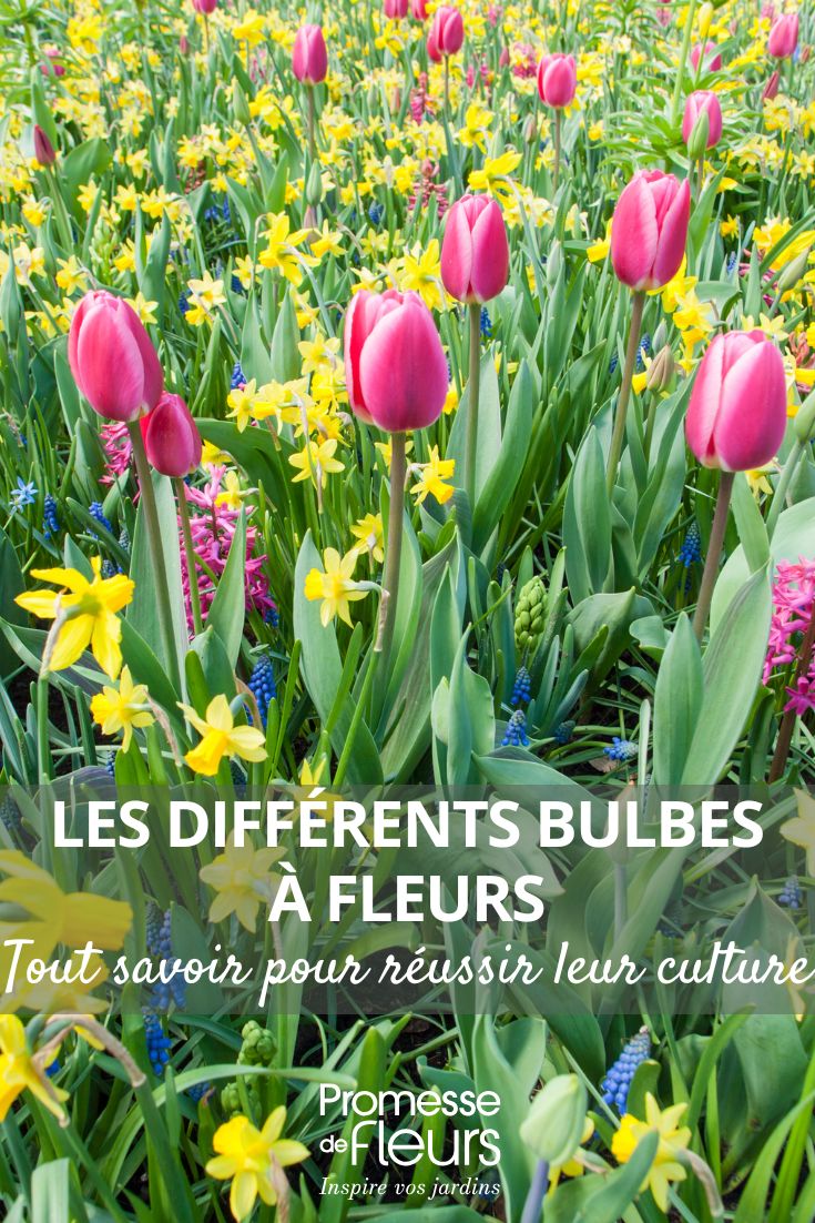 Tout savoir sur les différents bulbes à fleurs pour réussir leur culture Tulipes, jonquilles et muscaris