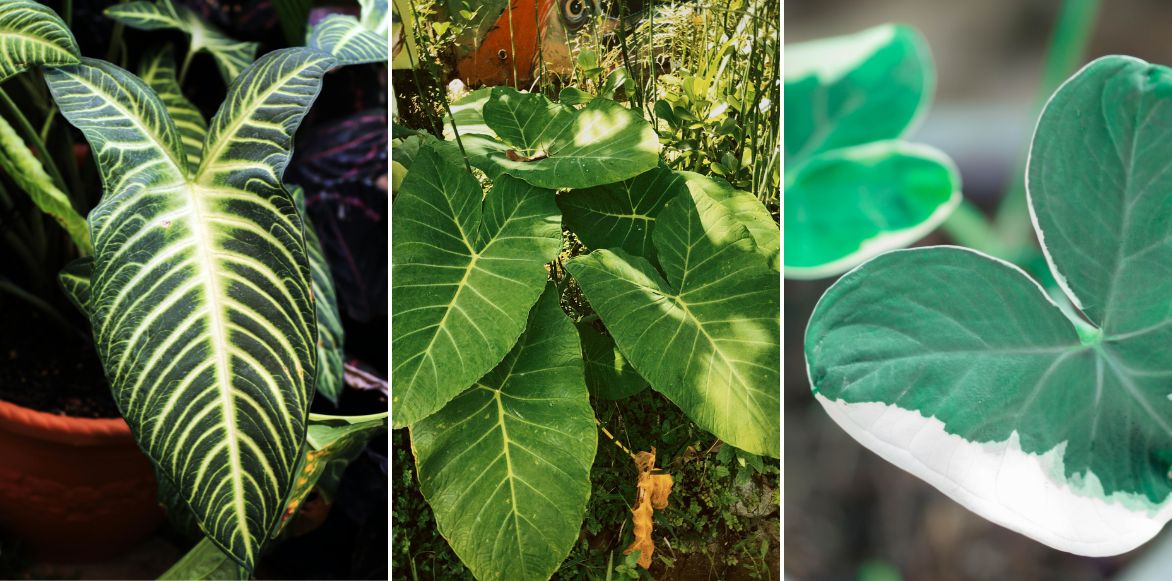 Different varieties of Xanthosoma