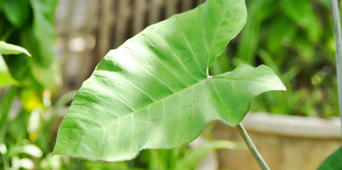 Foliage of Xanthosoma lindenii