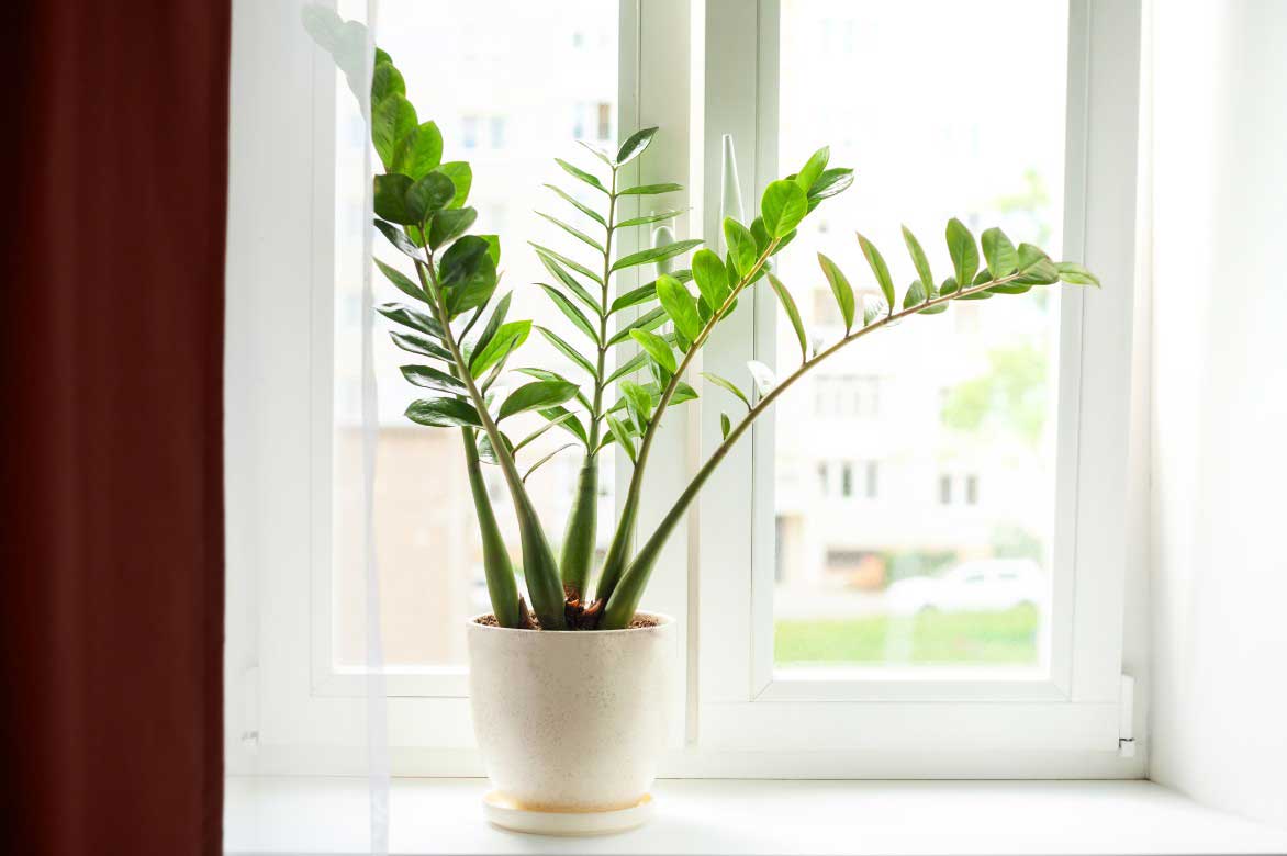Ou installer un Zamioculcas