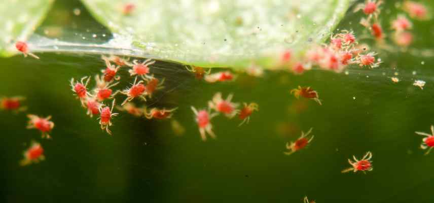parasites ficus