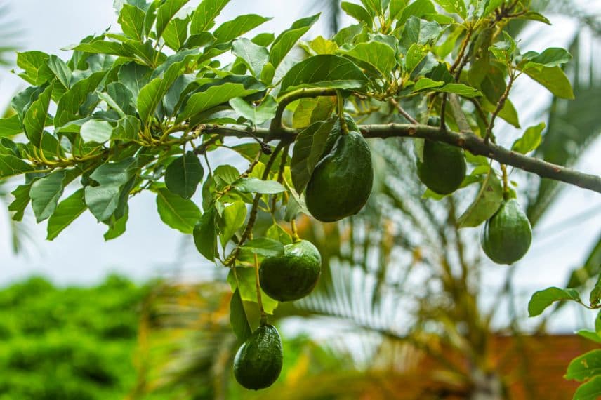 arbre à avocats