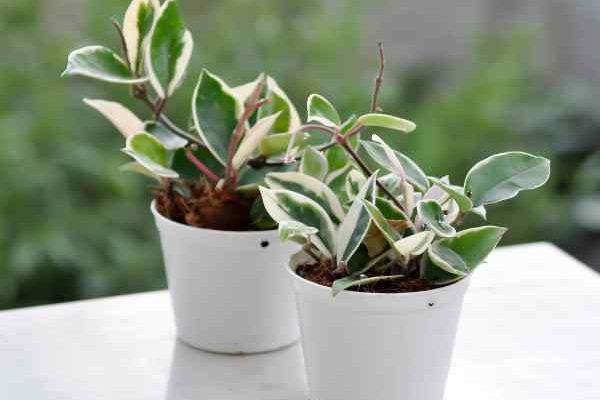 Fleurs de porcelaine, Hoya : comment bouturer facilement ?