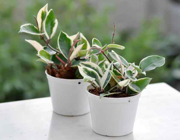 Fleurs de porcelaine, Hoya : comment bouturer facilement ?