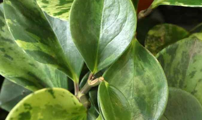 Comment bouturer un Peperomia ?