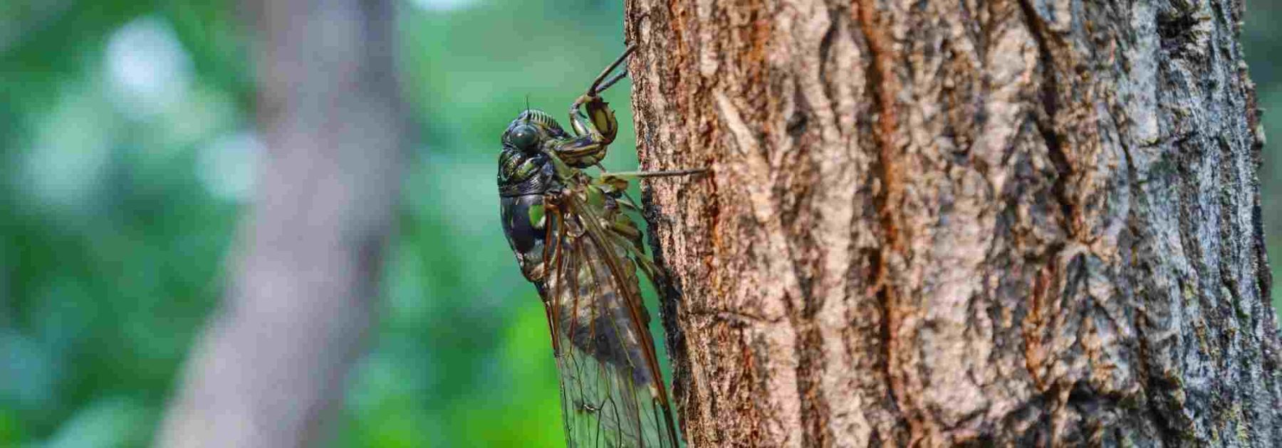 La cigale, insecte du sud au chant typique des jardins en été